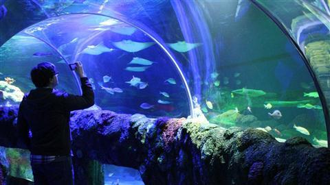 SEA LIFE Michigan Aquarium