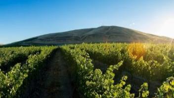 Wineries & Vineyards