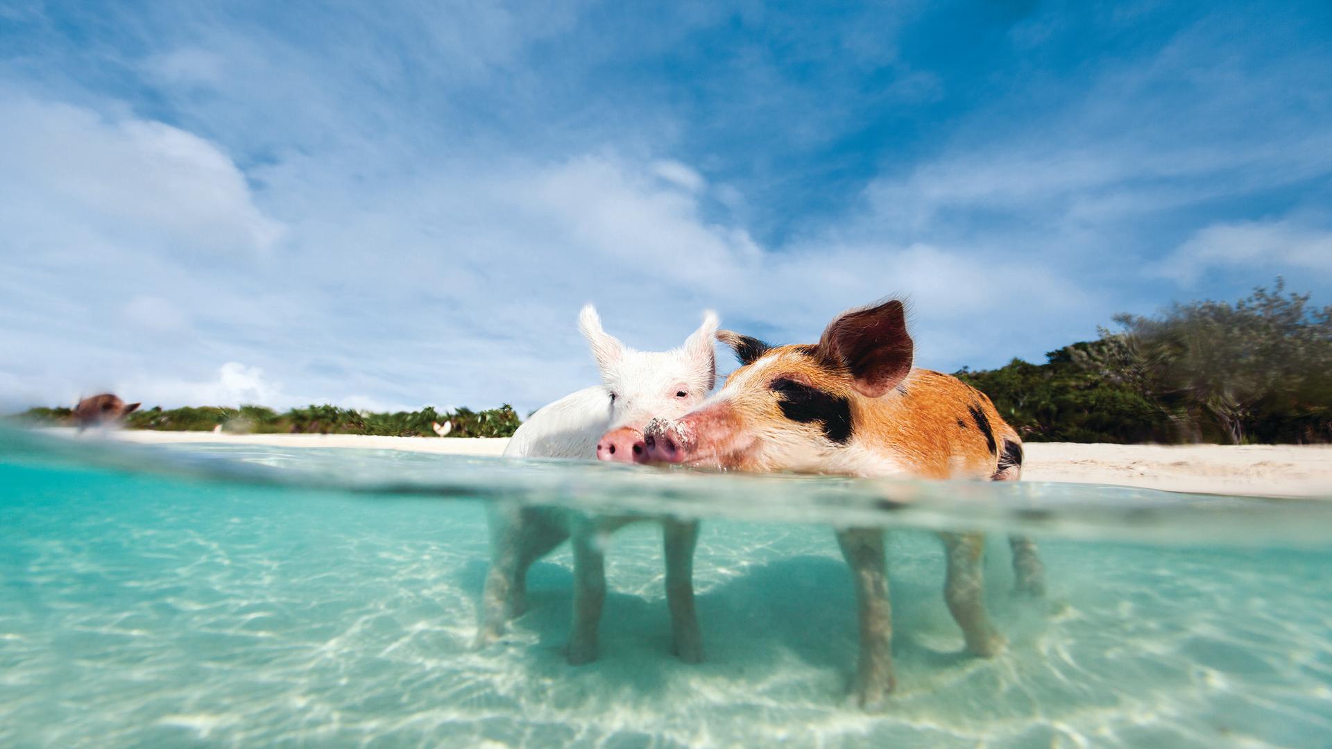Great Exuma Island. The Home of the World-famous Swimming Pigs.