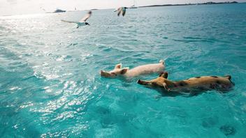 Where The Pigs Swim