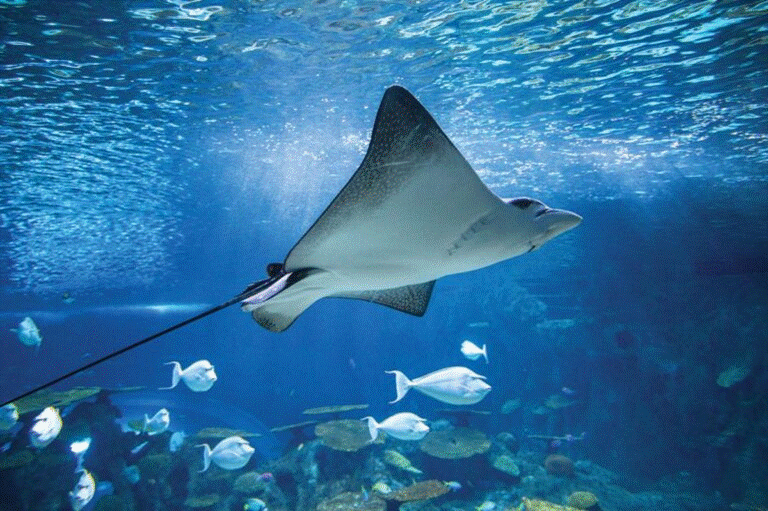 Seattle Aquarium