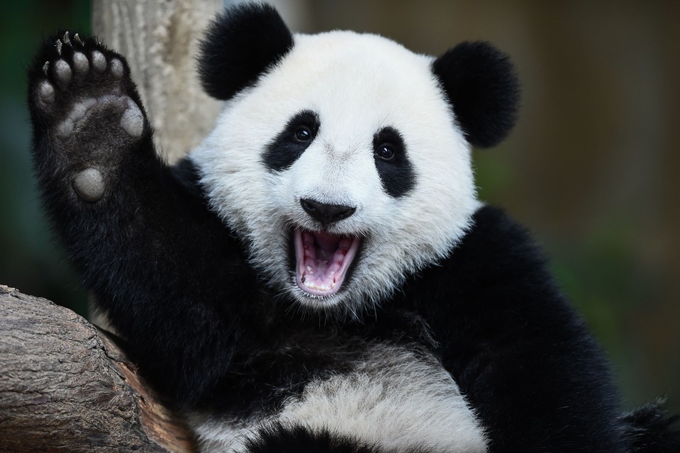 A panda with its mouth open and one paw raised, sitting on a tree branch.