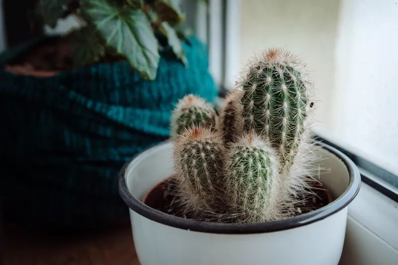 Cactus in a pot on a windowsill with a plant in a blue pot in the background.