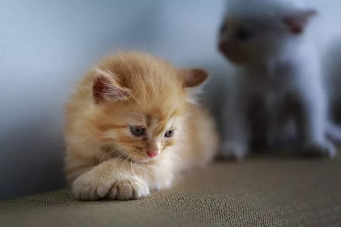 A ginger kitten is lying on a couch while another white kitten is watching from behind.