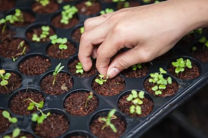 A hand is gently touching a plant in a black tray, showing care and attention to growth.