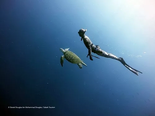 A man is free diving in the ocean while a turtle swims past him.