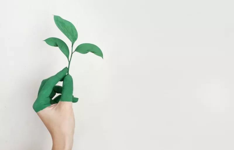 A hand holding a green leaf plant against a white background.