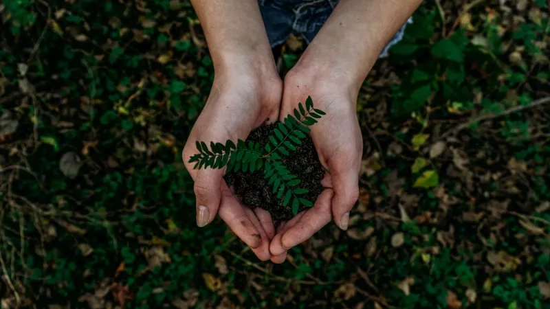 Two hands holding a green plant with soil in an outdoor setting with greenery and dried leaves.