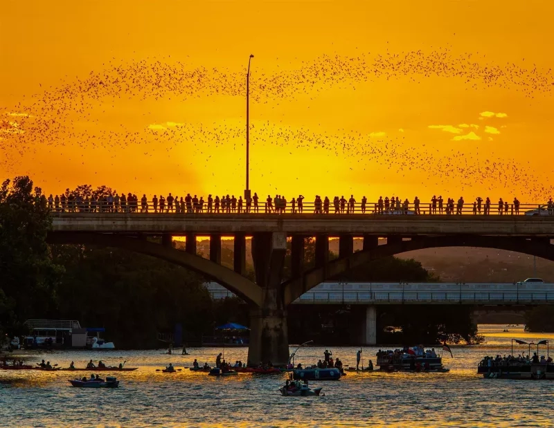 Watch the Congress Avenue Bridge bats