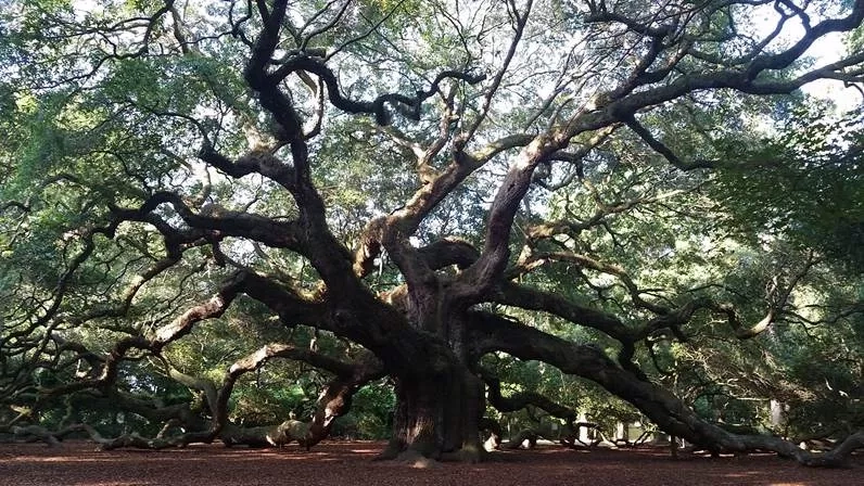 Visit Angel Oak Tree