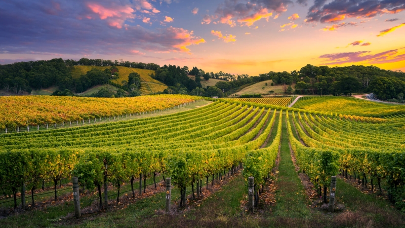 beautiful winery with vines and sunset