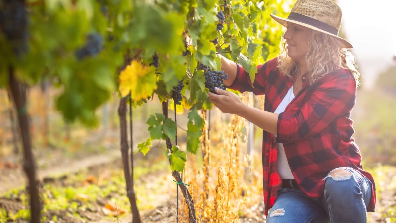 woman working in a vineyard