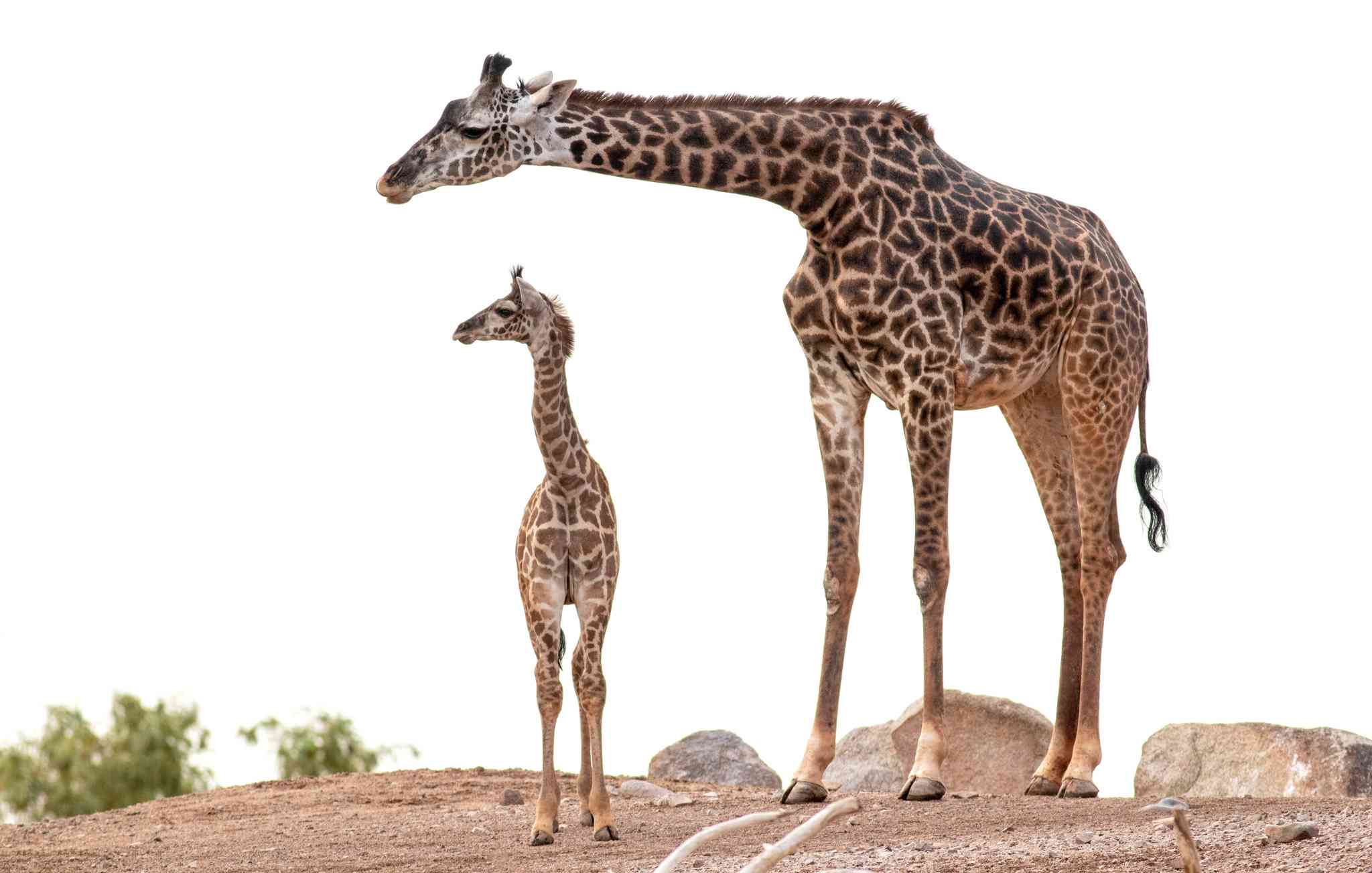 Staybridge Suites Phoenix – Biltmore Area à Phénix, AZ