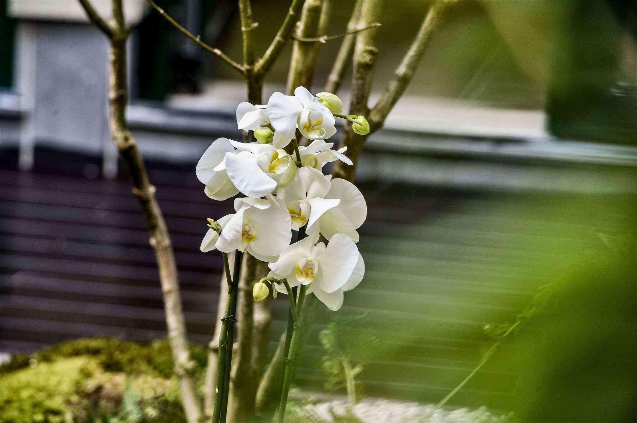 Yadoya Hotel Brussels, Bruxelles, BE