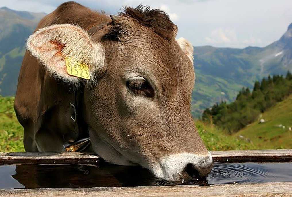 Romantik Hotel Schweizerhof a Grindelwald, CH