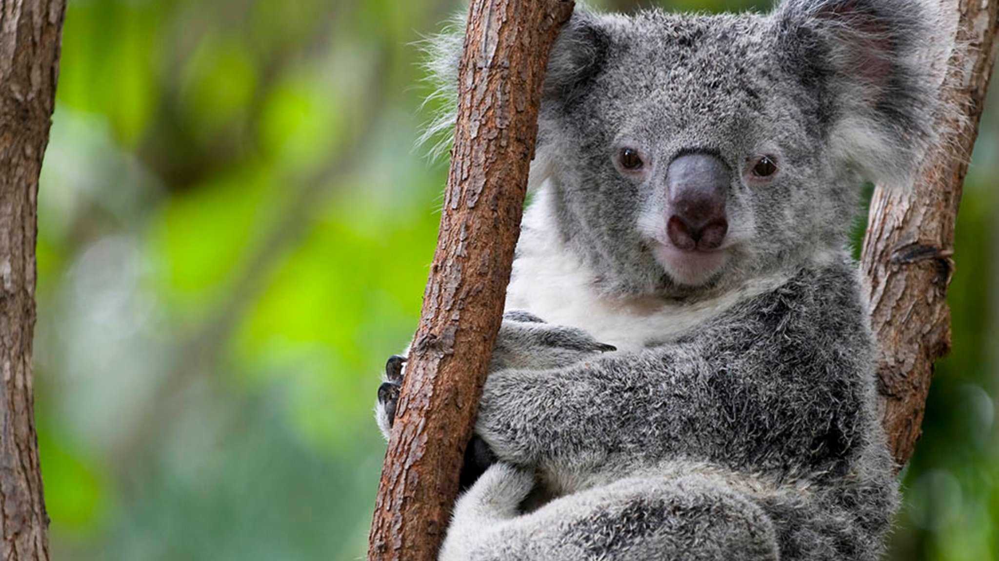 悉尼, AU 的 Holiday Inn Sydney St Marys