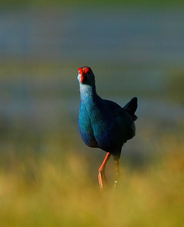 Orange County, Kabini en Mysore, IN