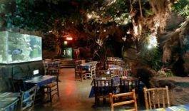Rainforest Cafe in London, GB1