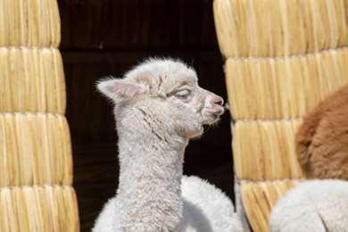 Sonesta Posada del Inca Lake Titicaca Puno en Puno, PE