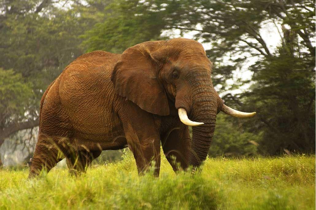 Sarova Taita Hills Game Lodge ใน Tsavo, KE