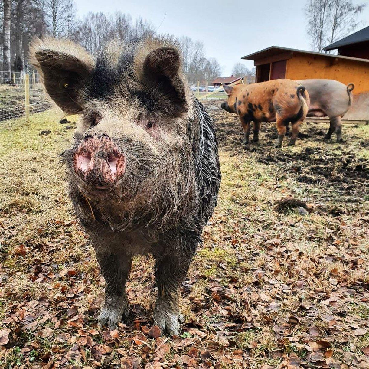 Hogbo Brukshotell a Sandviken, SE