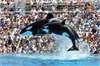 SeaWorld