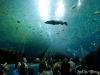 Georgia Aquarium