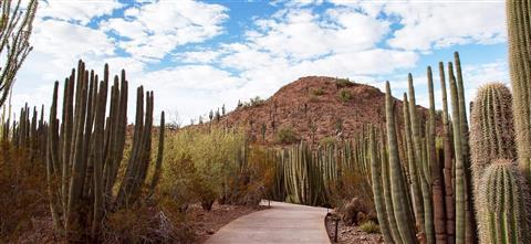 Desert Botanical Garden