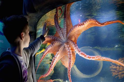 Scottish Sea Life Sanctuary