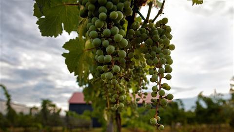 Bodega Talon y viñedos
