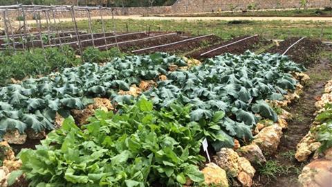 Kitchen Garden Son Mir delicious working lunch or a Salt-crusted cooking experience