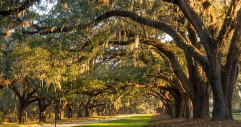Boone Hall Plantation & Gardens
