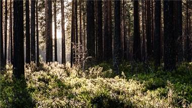 Visit Skelleftea a Skelleftea, SE