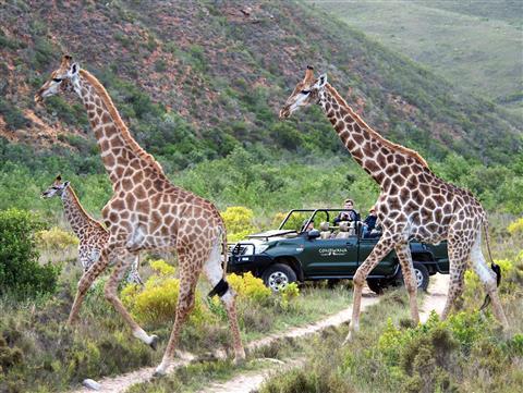 Game Drives