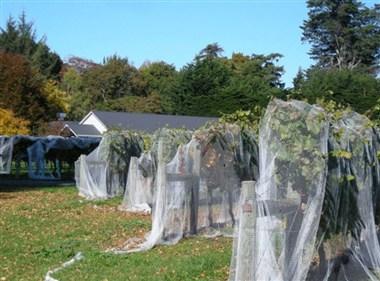 The Vineyard at Rossendale em Christchurch, NZ