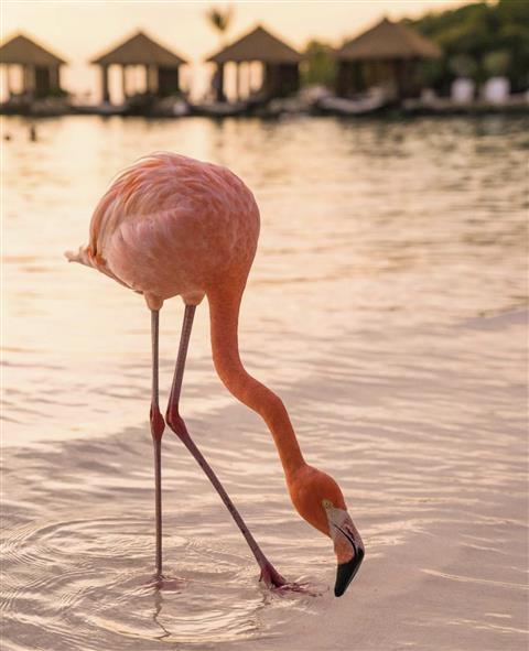 Renaissance Private Island