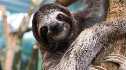 Wildlife Rescue Center