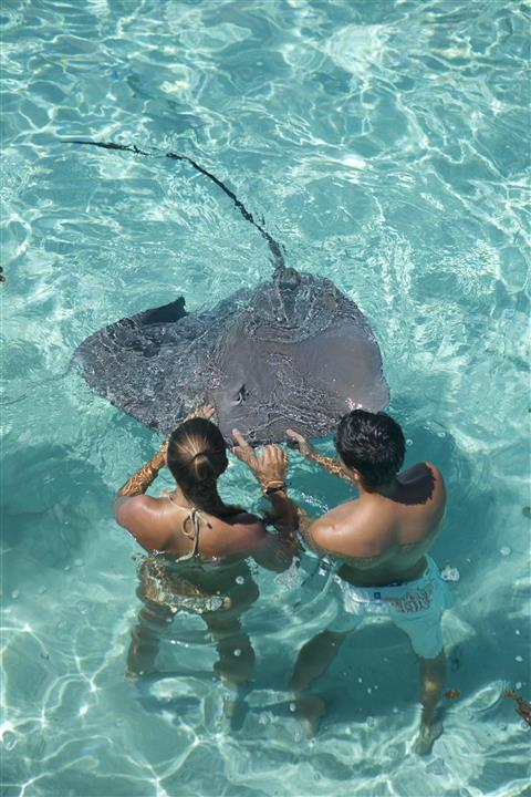 Sharks and rays encounter