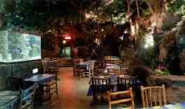 Rainforest Cafe a London, GB1