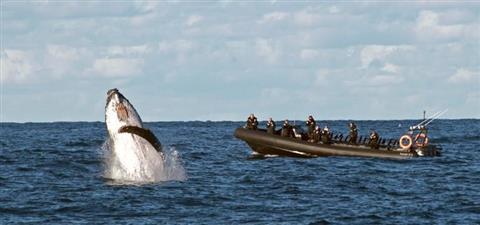 Whale Watching
