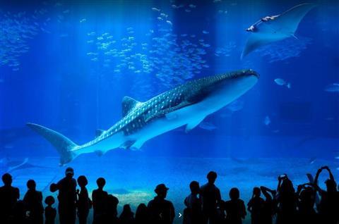 冲绳美丽海水族馆