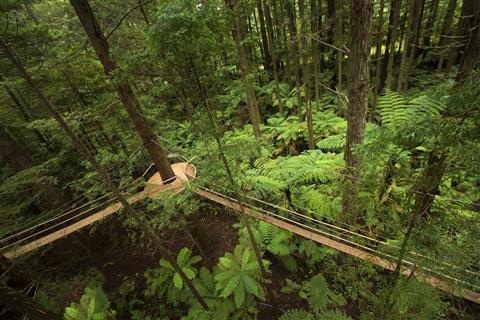 Rotorua Canopy Tours