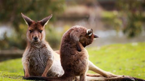 Ballarat Wildlife Park