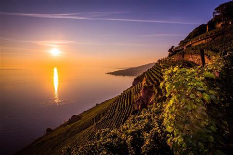 Lavaux Vinorama