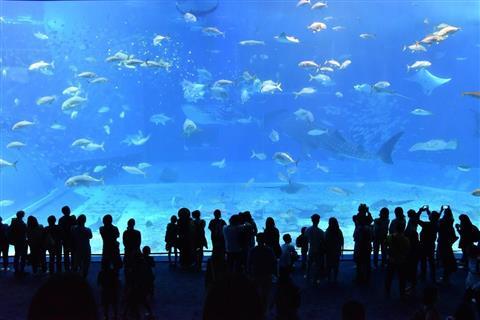 Okinawa Churaumi Aquarium