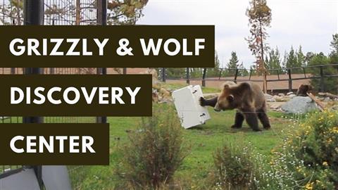 Grizzly & Wolf Discovery Center