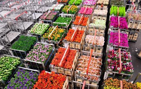 Flower Auction FloraHolland