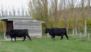 Murdoch James Estate in Martinborough, NZ