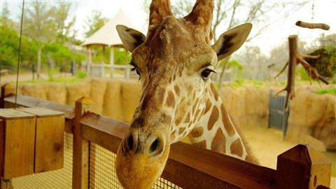 Dallas Zoo