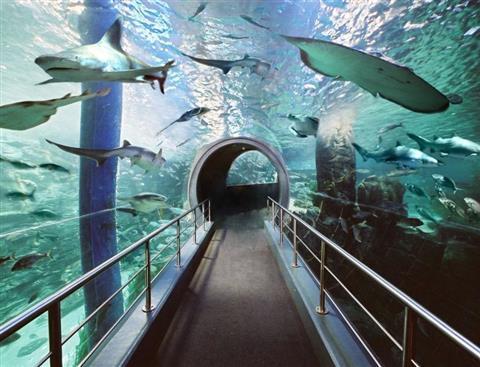 Sea Life Melbourne